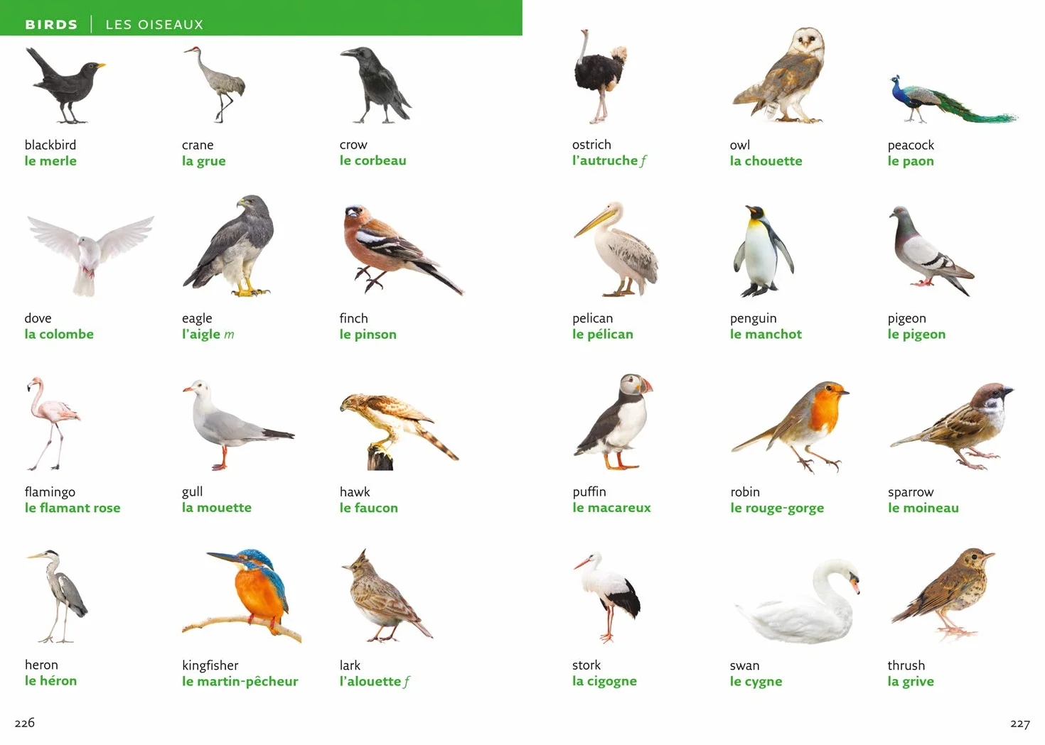 French Visual Dictionary: A photo guide to everyday words and phrases in French