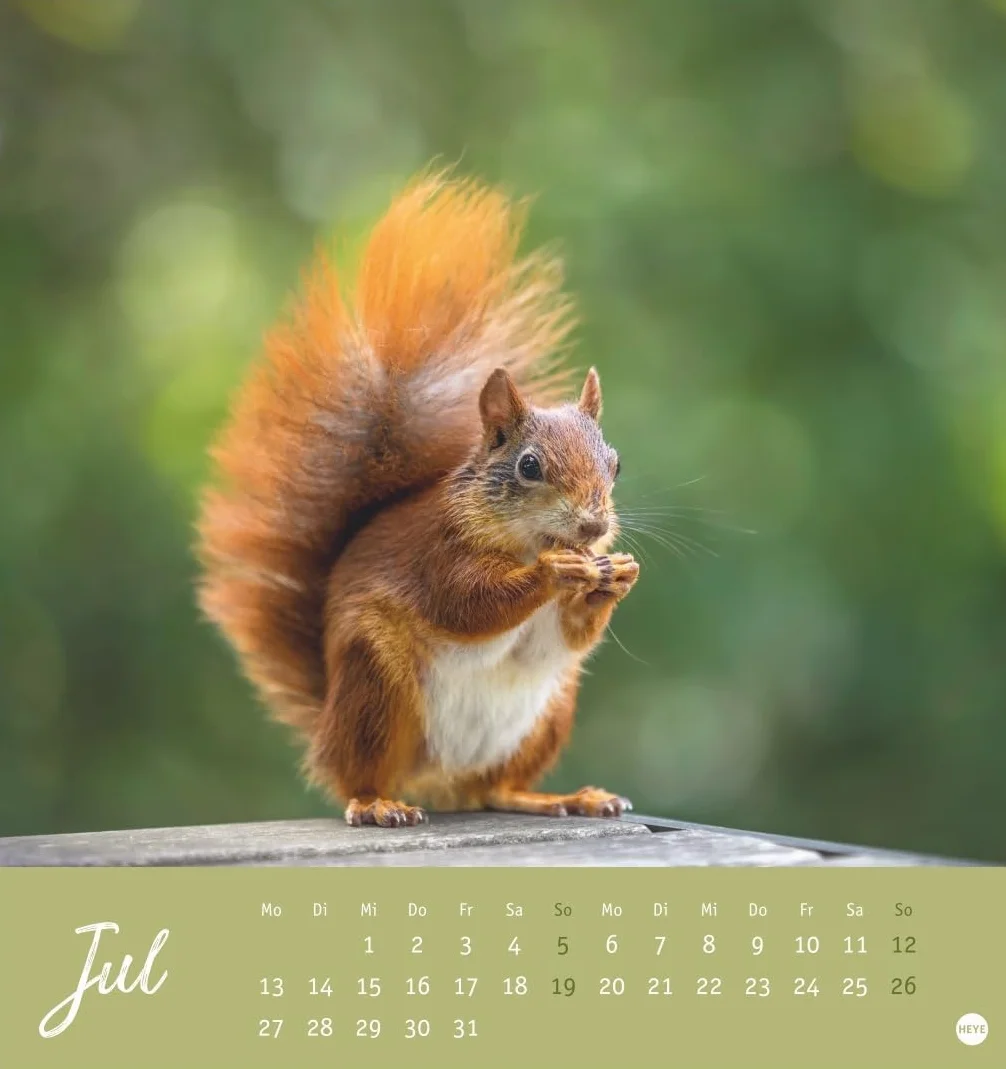 Eichhörnchen Postkartenkalender 2026: Dekorativer Monats-Tischkalender zum Aufstellen oder Aufhängen. Fotokalender voll niedlicher Eichhörnchenbilder, als Postkarten zum Sammeln und Verschicken.