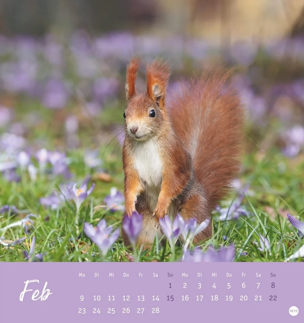 Eichhörnchen Postkartenkalender 2026: Dekorativer Monats-Tischkalender zum Aufstellen oder Aufhängen. Fotokalender voll niedlicher Eichhörnchenbilder, als Postkarten zum Sammeln und Verschicken.
