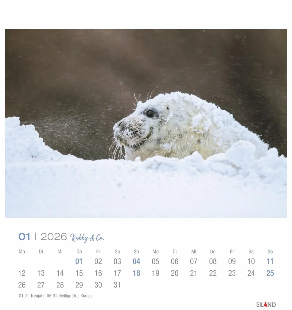 Robby & Co. Postkartenkalender 2026: Robben und Seehunde in natürlicher Umgebung in einem kleinen Kalender. Postkarten-Fotokalender für Tierfreunde zum Aufstellen oder Aufhängen