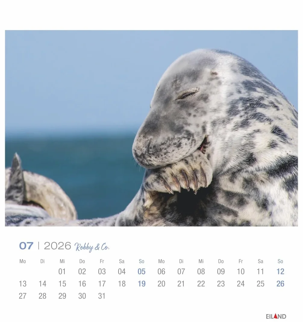 Robby & Co. Postkartenkalender 2026: Robben und Seehunde in natürlicher Umgebung in einem kleinen Kalender. Postkarten-Fotokalender für Tierfreunde zum Aufstellen oder Aufhängen