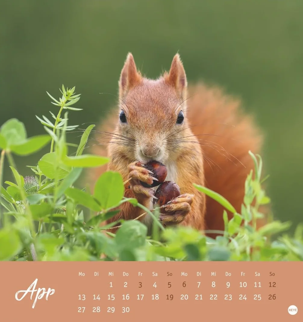Eichhörnchen Postkartenkalender 2026: Dekorativer Monats-Tischkalender zum Aufstellen oder Aufhängen. Fotokalender voll niedlicher Eichhörnchenbilder, als Postkarten zum Sammeln und Verschicken.
