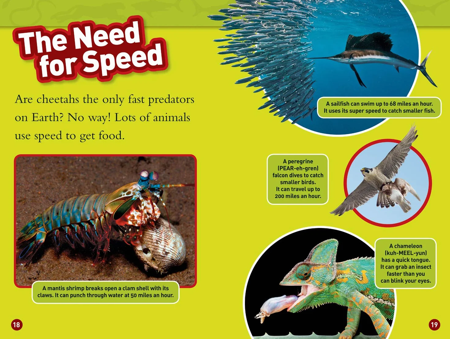 National Geographic Kids Readers: Predator face-Off