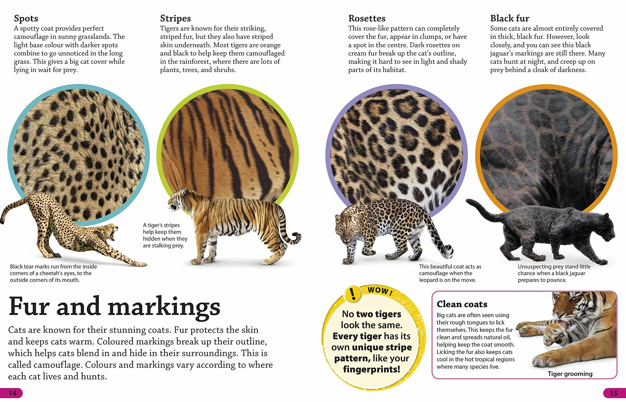 DKfindout! Big Cats