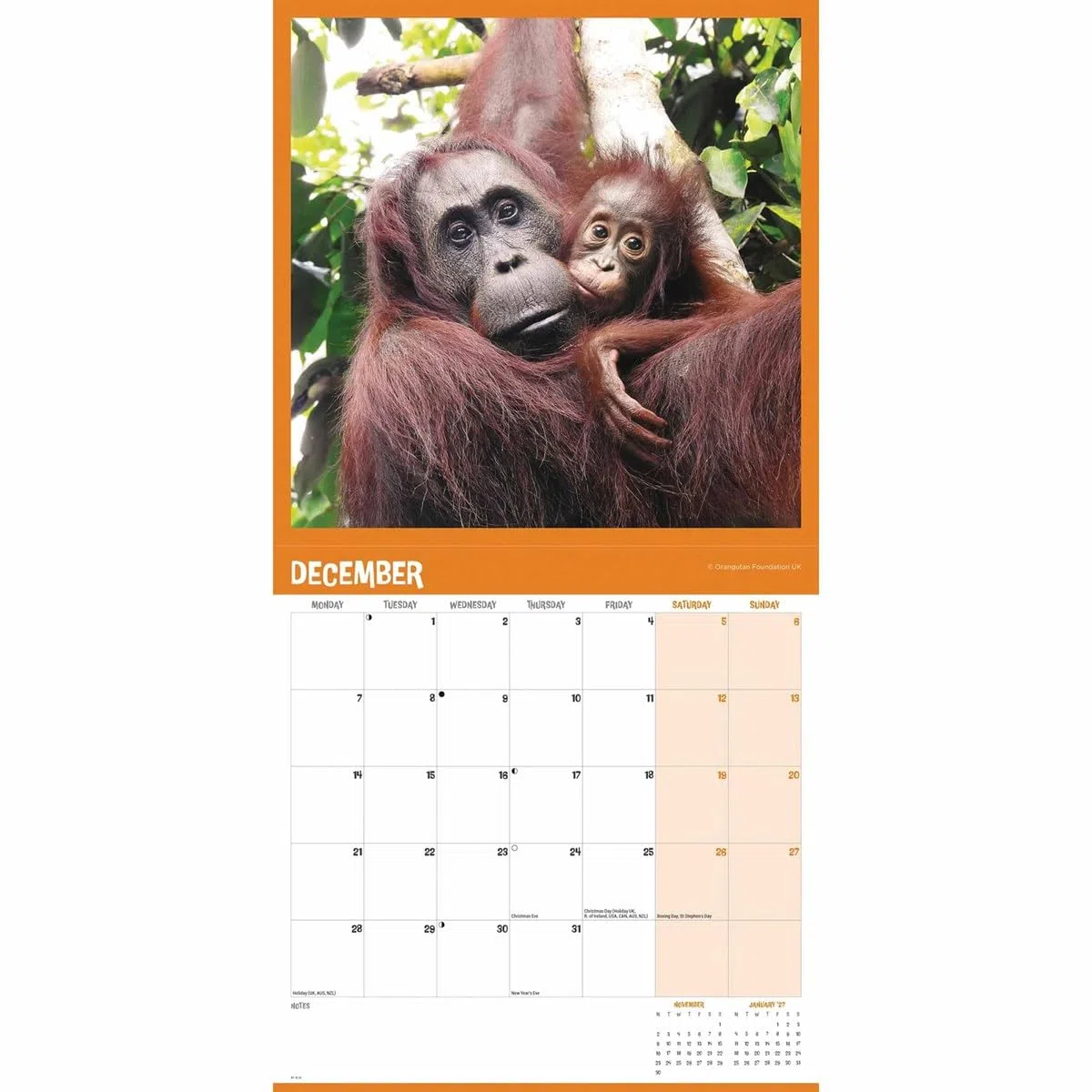 Orangutan – Orang-Utan 2026 – Wand-Kalender: Original Carousel-Kalender [Mehrsprachig] [Kalender]