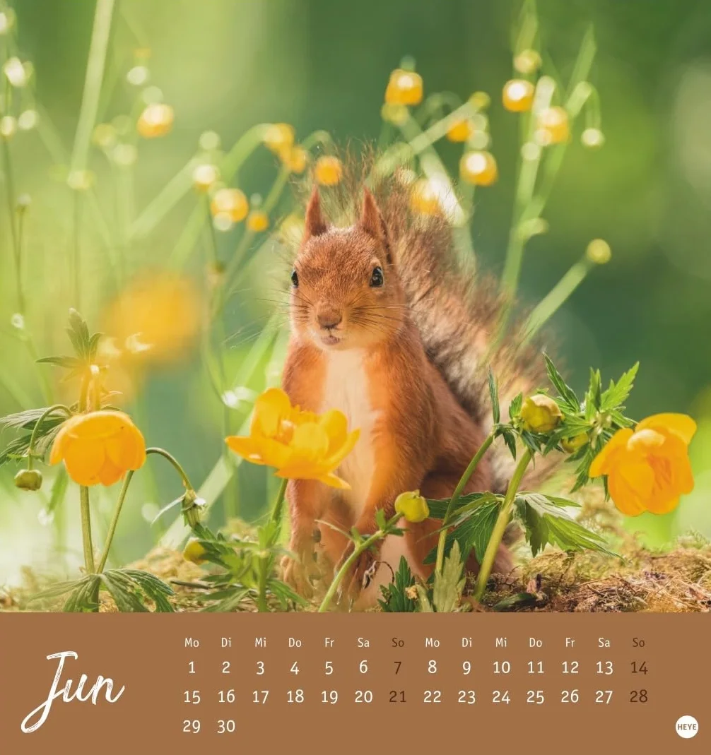 Eichhörnchen Postkartenkalender 2026: Dekorativer Monats-Tischkalender zum Aufstellen oder Aufhängen. Fotokalender voll niedlicher Eichhörnchenbilder, als Postkarten zum Sammeln und Verschicken.