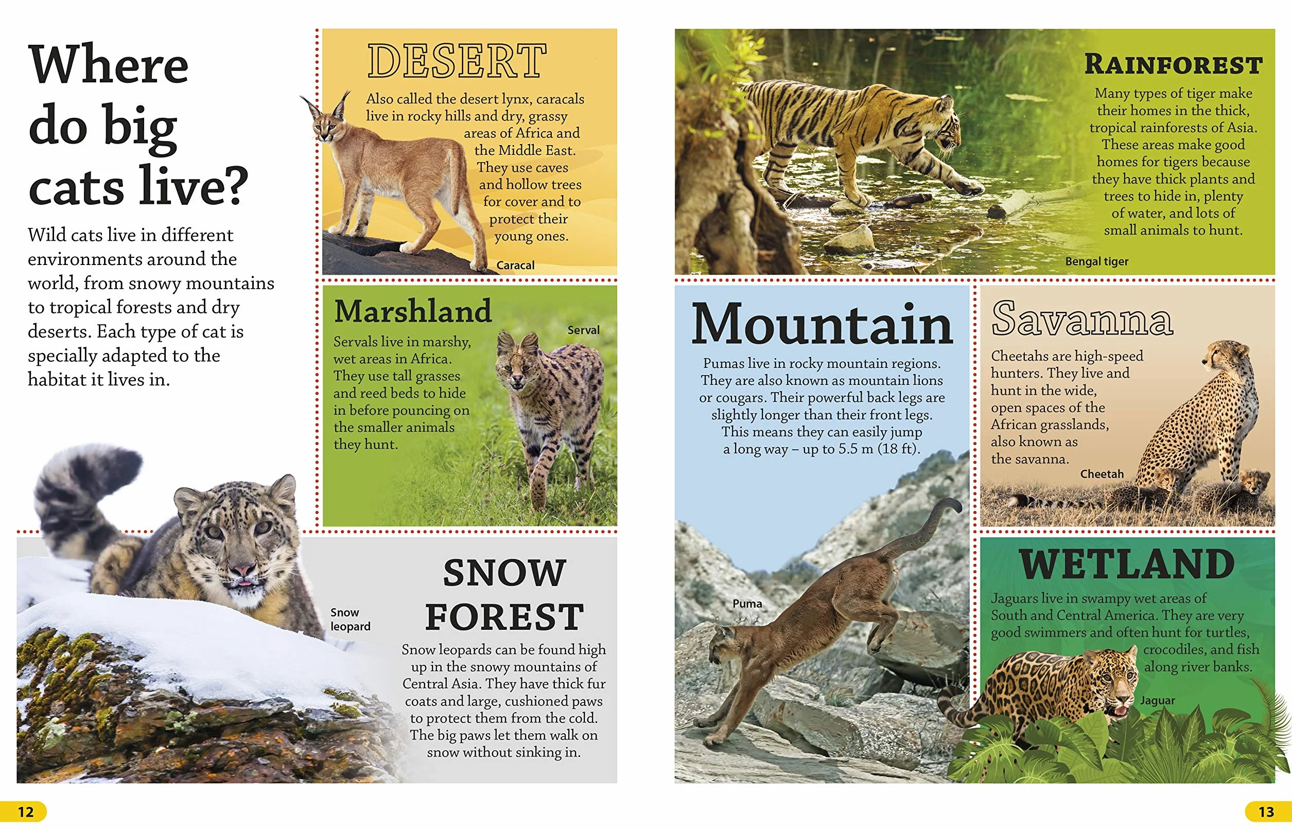 DKfindout! Big Cats