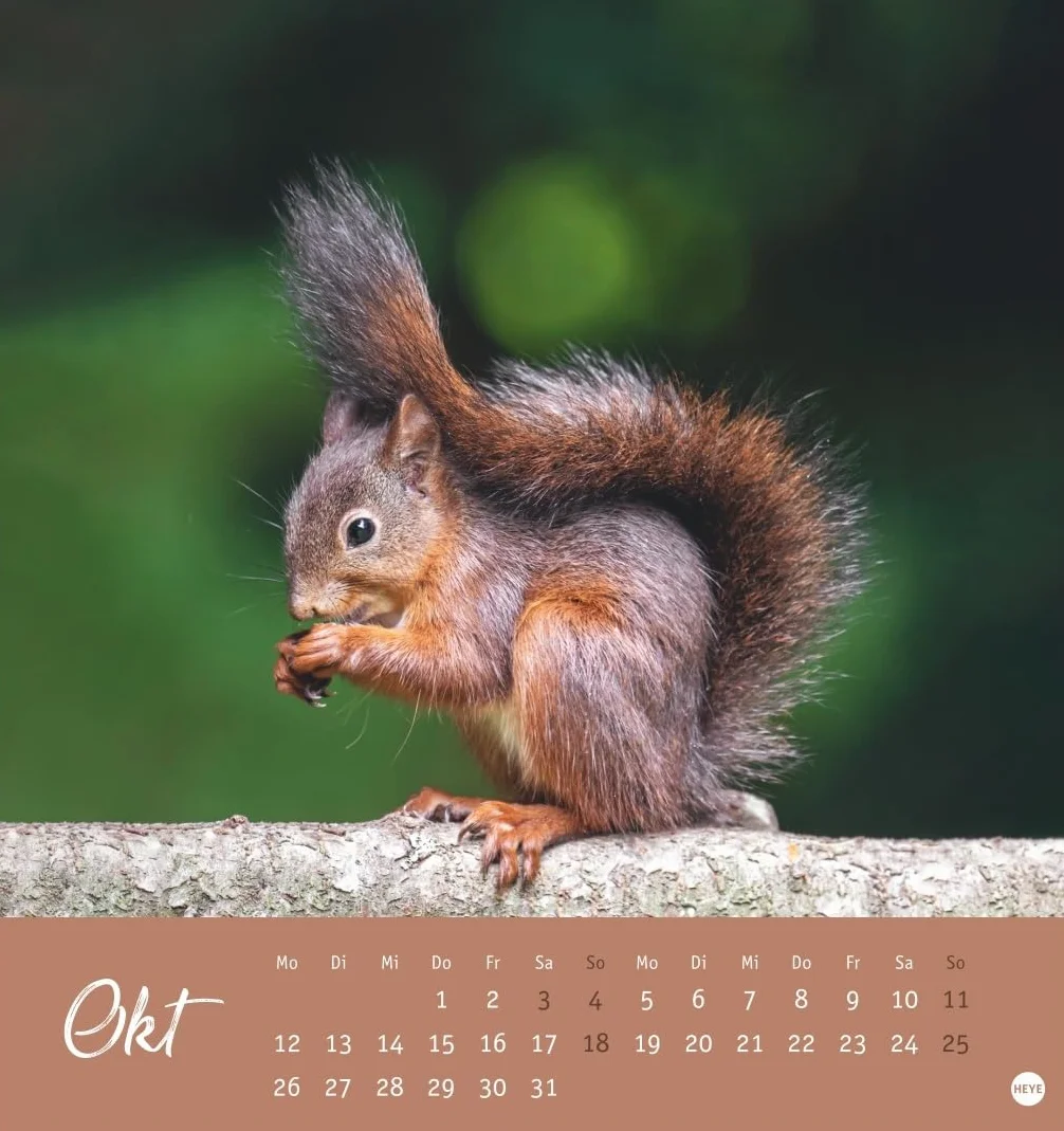 Eichhörnchen Postkartenkalender 2026: Dekorativer Monats-Tischkalender zum Aufstellen oder Aufhängen. Fotokalender voll niedlicher Eichhörnchenbilder, als Postkarten zum Sammeln und Verschicken.
