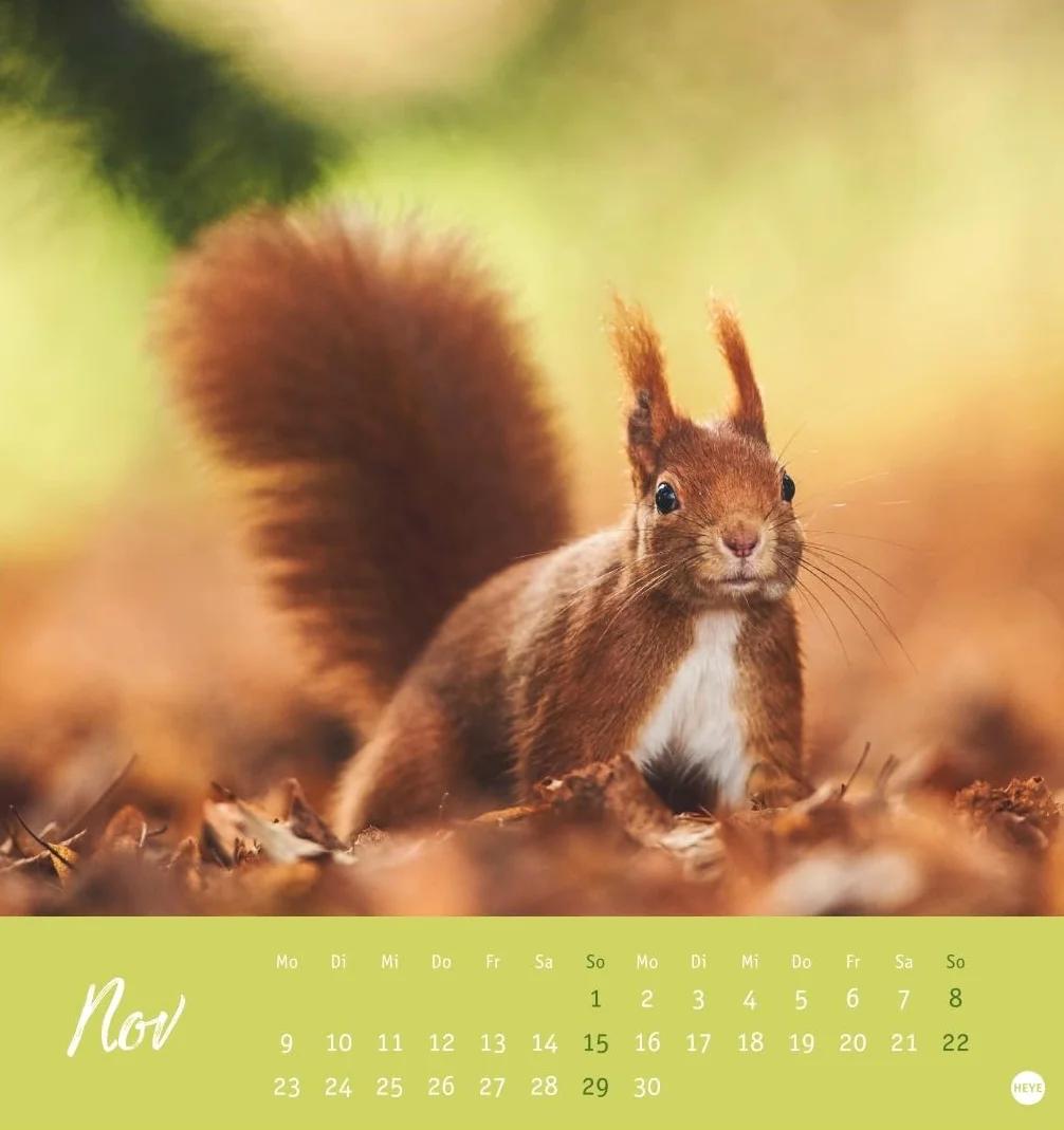 Eichhörnchen Postkartenkalender 2026: Dekorativer Monats-Tischkalender zum Aufstellen oder Aufhängen. Fotokalender voll niedlicher Eichhörnchenbilder, als Postkarten zum Sammeln und Verschicken.