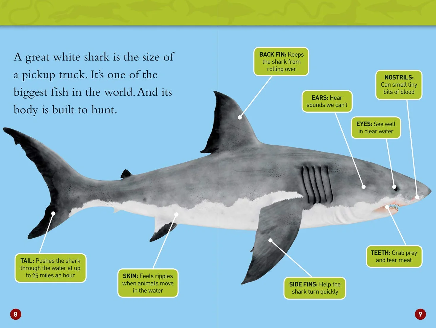 National Geographic Kids Readers: Predator face-Off
