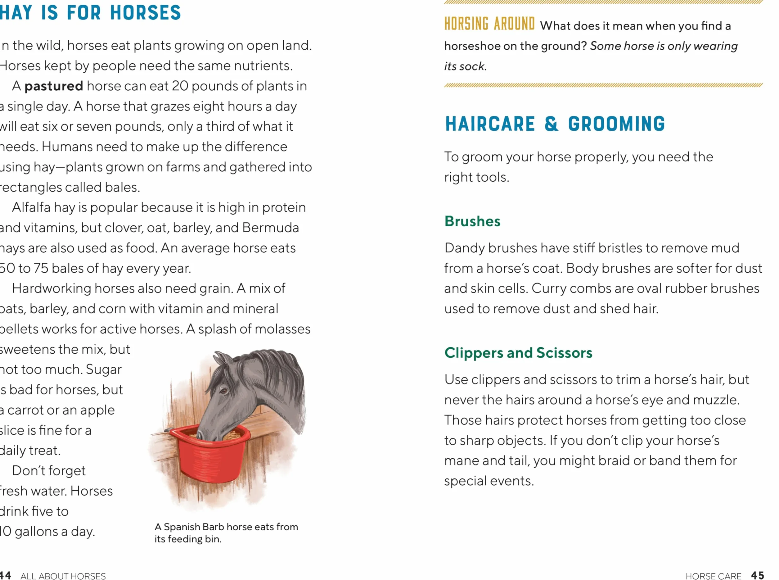 All about Horses: A Kid's Guide to Breeds, Care, Riding, and More!