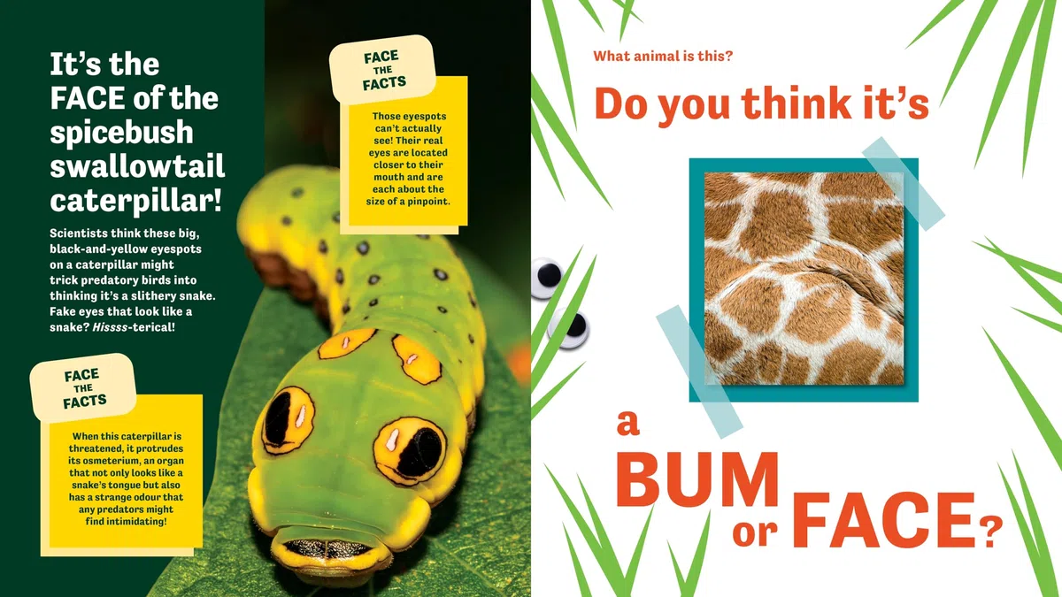 Bum or Face? Revenge of the Bums: Revenge of the Bums