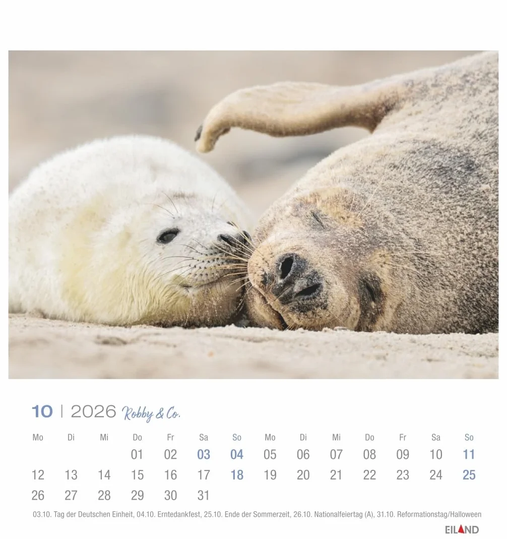 Robby & Co. Postkartenkalender 2026: Robben und Seehunde in natürlicher Umgebung in einem kleinen Kalender. Postkarten-Fotokalender für Tierfreunde zum Aufstellen oder Aufhängen