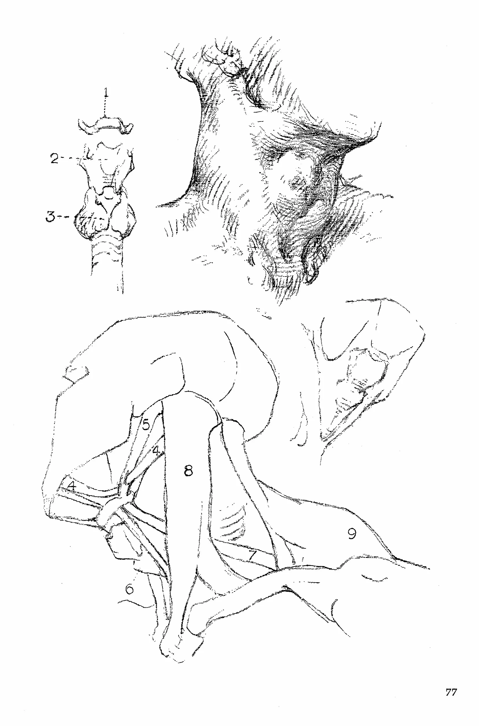 Constructive anatomy: With Almost 500 Illustrations