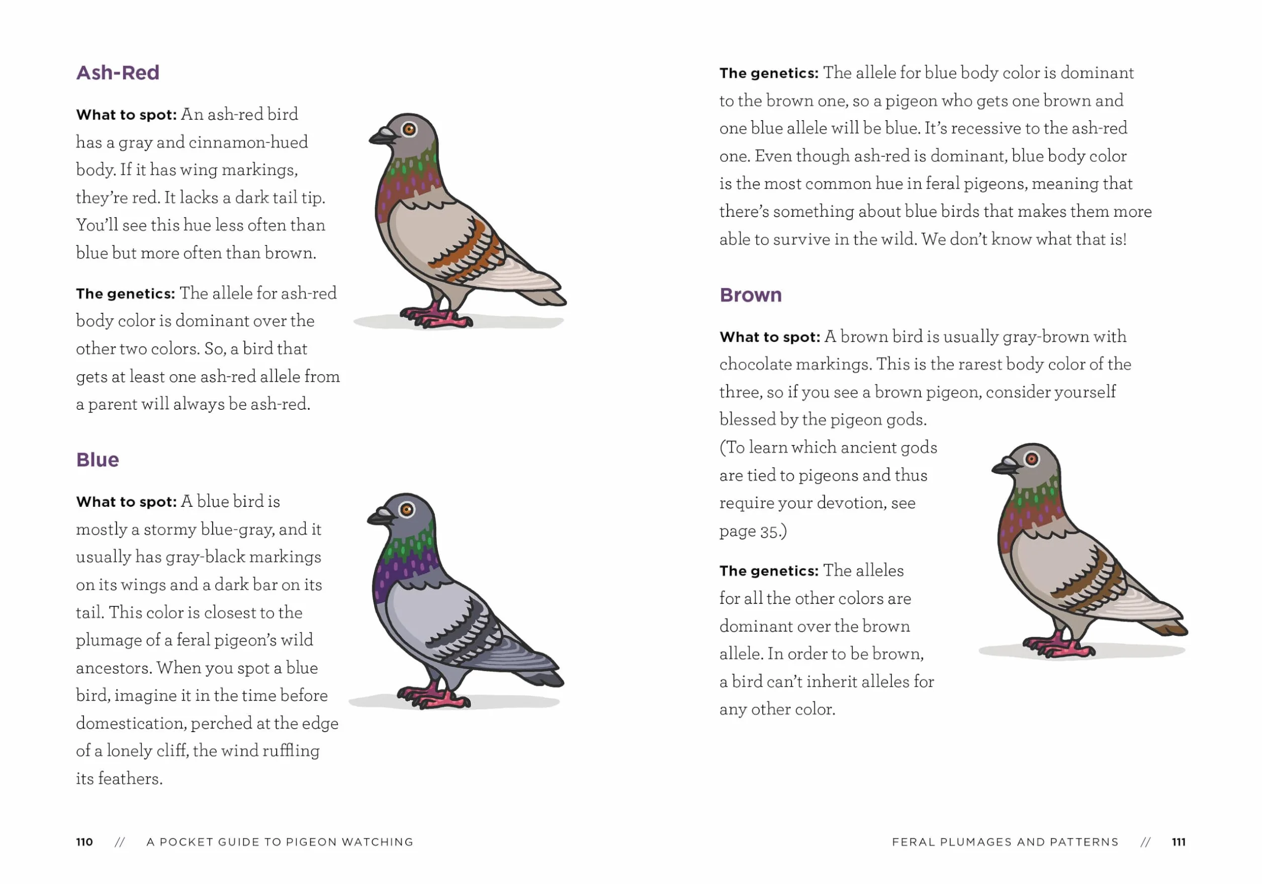 A Pocket Guide to Pigeon Watching: Getting to Know the World's Most Misunderstood Bird