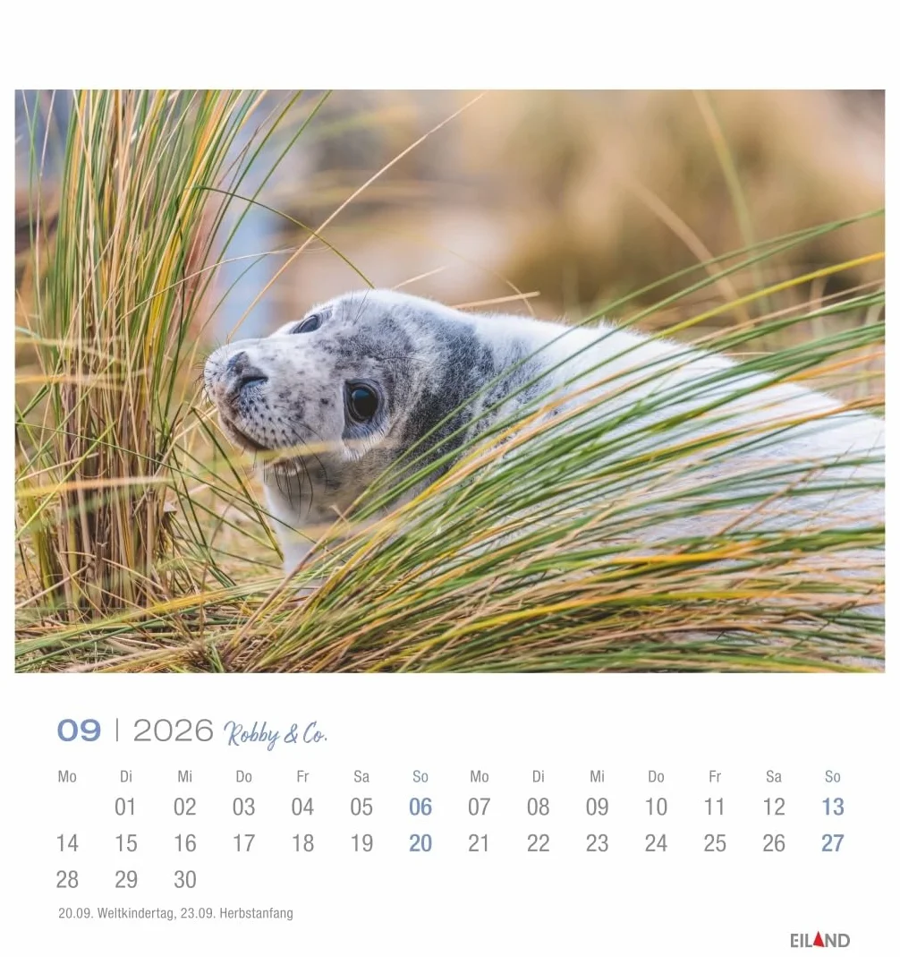 Robby & Co. Postkartenkalender 2026: Robben und Seehunde in natürlicher Umgebung in einem kleinen Kalender. Postkarten-Fotokalender für Tierfreunde zum Aufstellen oder Aufhängen