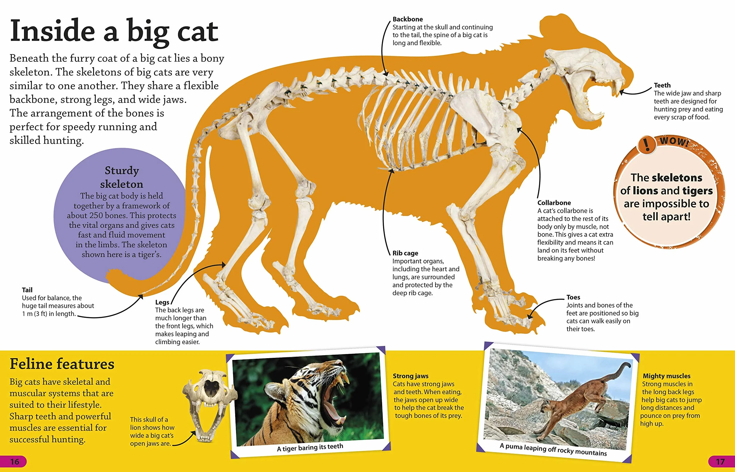 DKfindout! Big Cats