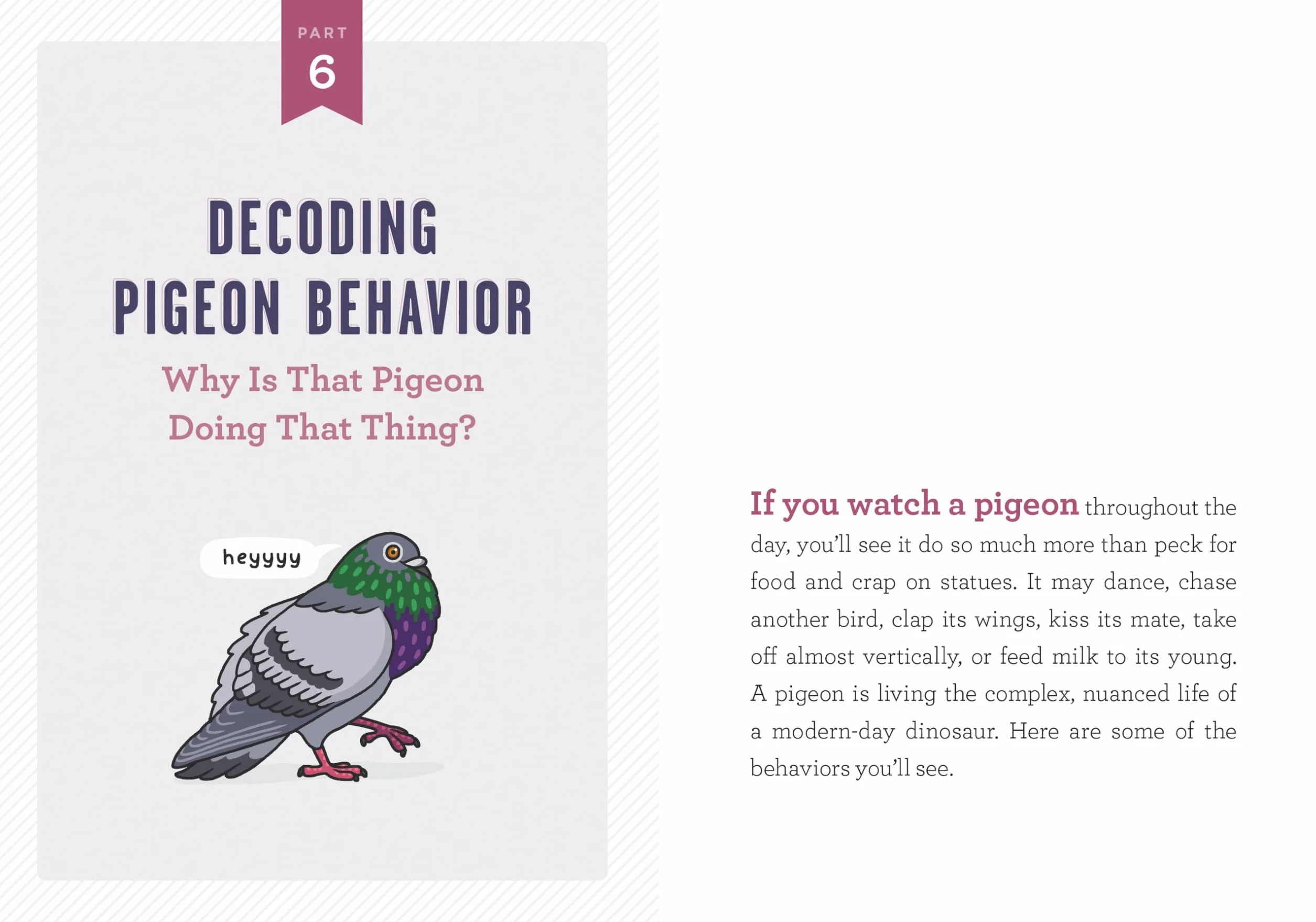 A Pocket Guide to Pigeon Watching: Getting to Know the World's Most Misunderstood Bird