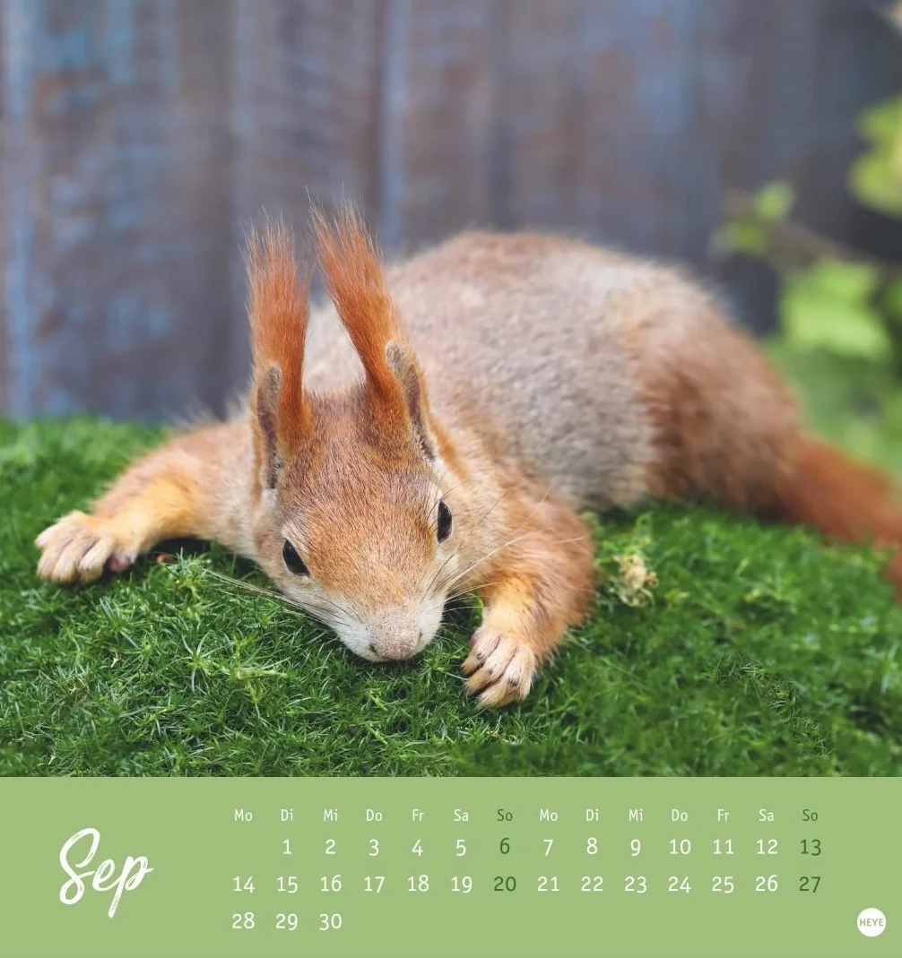 Eichhörnchen Postkartenkalender 2026: Dekorativer Monats-Tischkalender zum Aufstellen oder Aufhängen. Fotokalender voll niedlicher Eichhörnchenbilder, als Postkarten zum Sammeln und Verschicken.