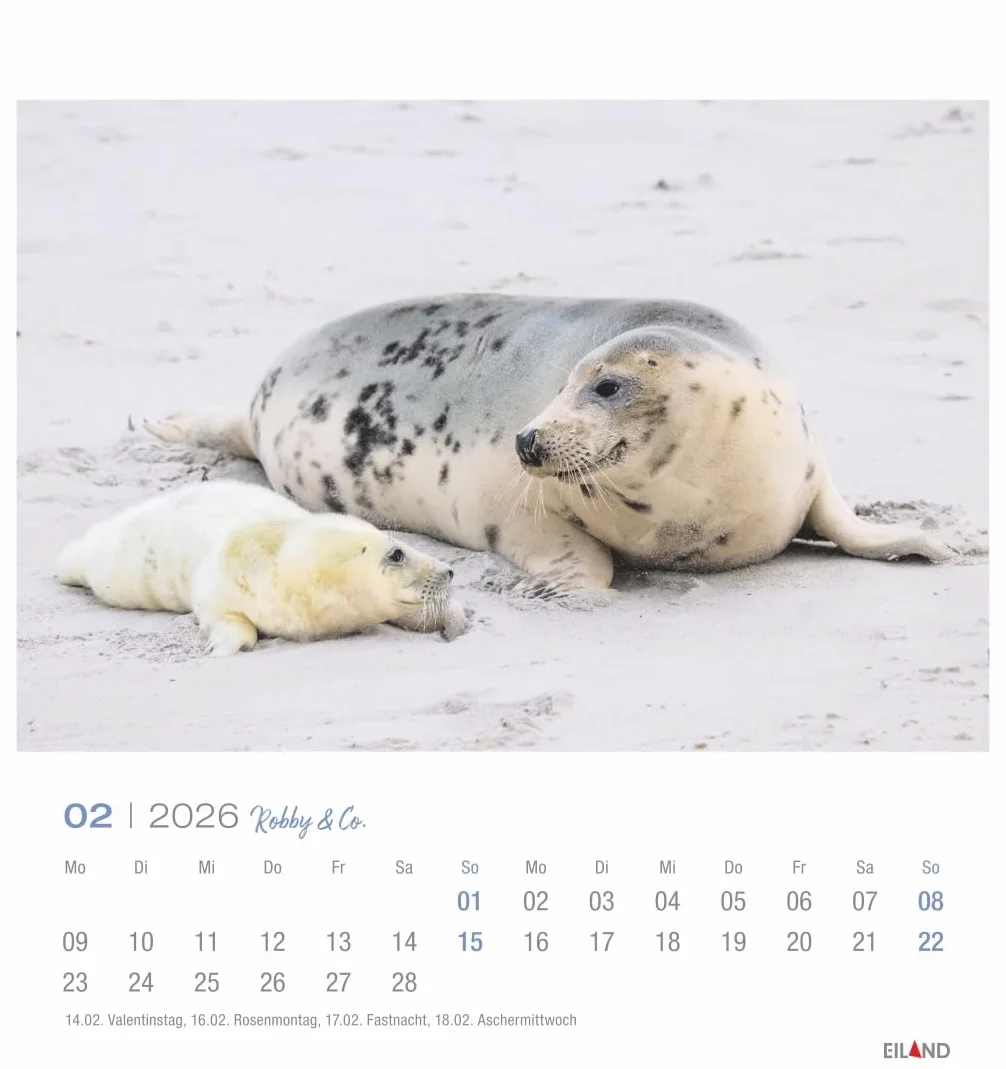 Robby & Co. Postkartenkalender 2026: Robben und Seehunde in natürlicher Umgebung in einem kleinen Kalender. Postkarten-Fotokalender für Tierfreunde zum Aufstellen oder Aufhängen