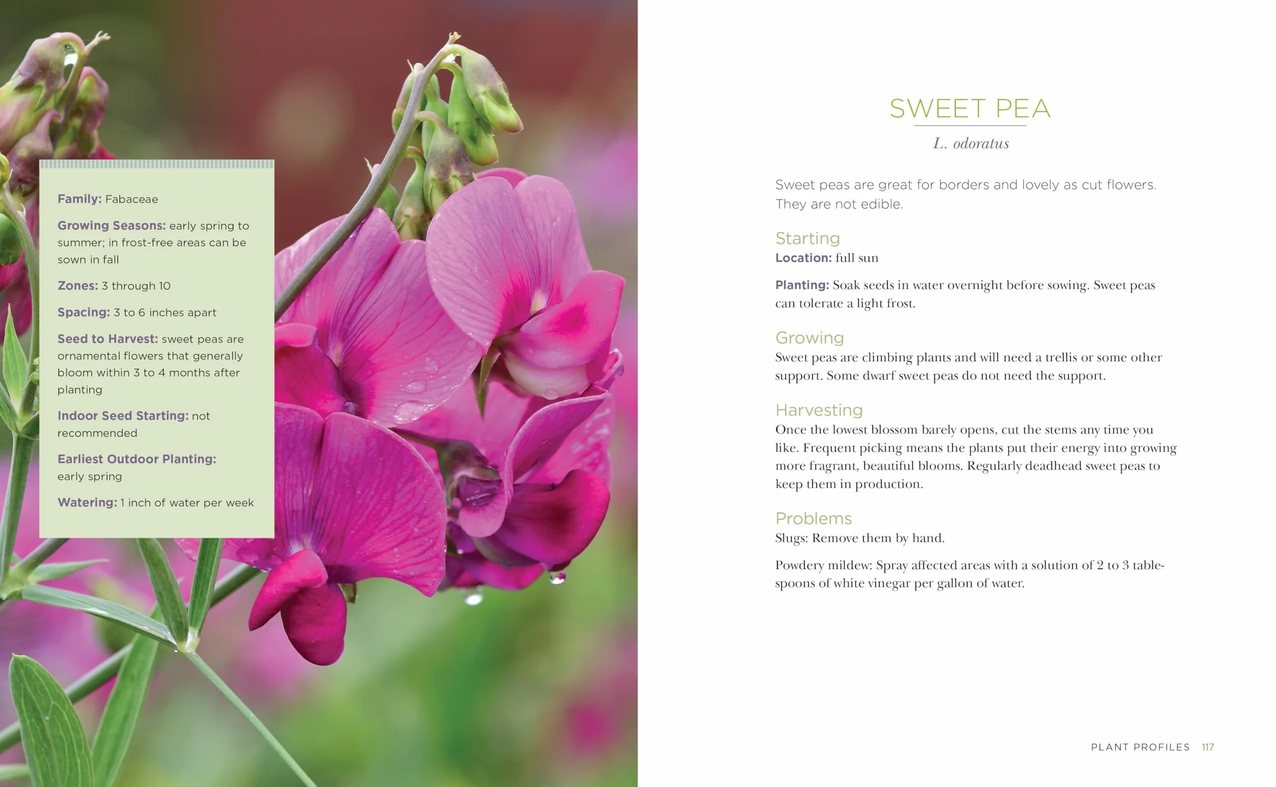 Raised-Bed Gardening for Beginners: Everything You Need to Know to Start and Sustain a Thriving Garden