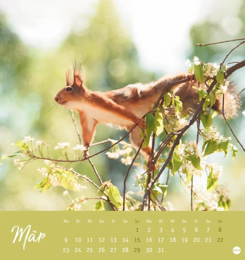 Eichhörnchen Postkartenkalender 2026: Dekorativer Monats-Tischkalender zum Aufstellen oder Aufhängen. Fotokalender voll niedlicher Eichhörnchenbilder, als Postkarten zum Sammeln und Verschicken.