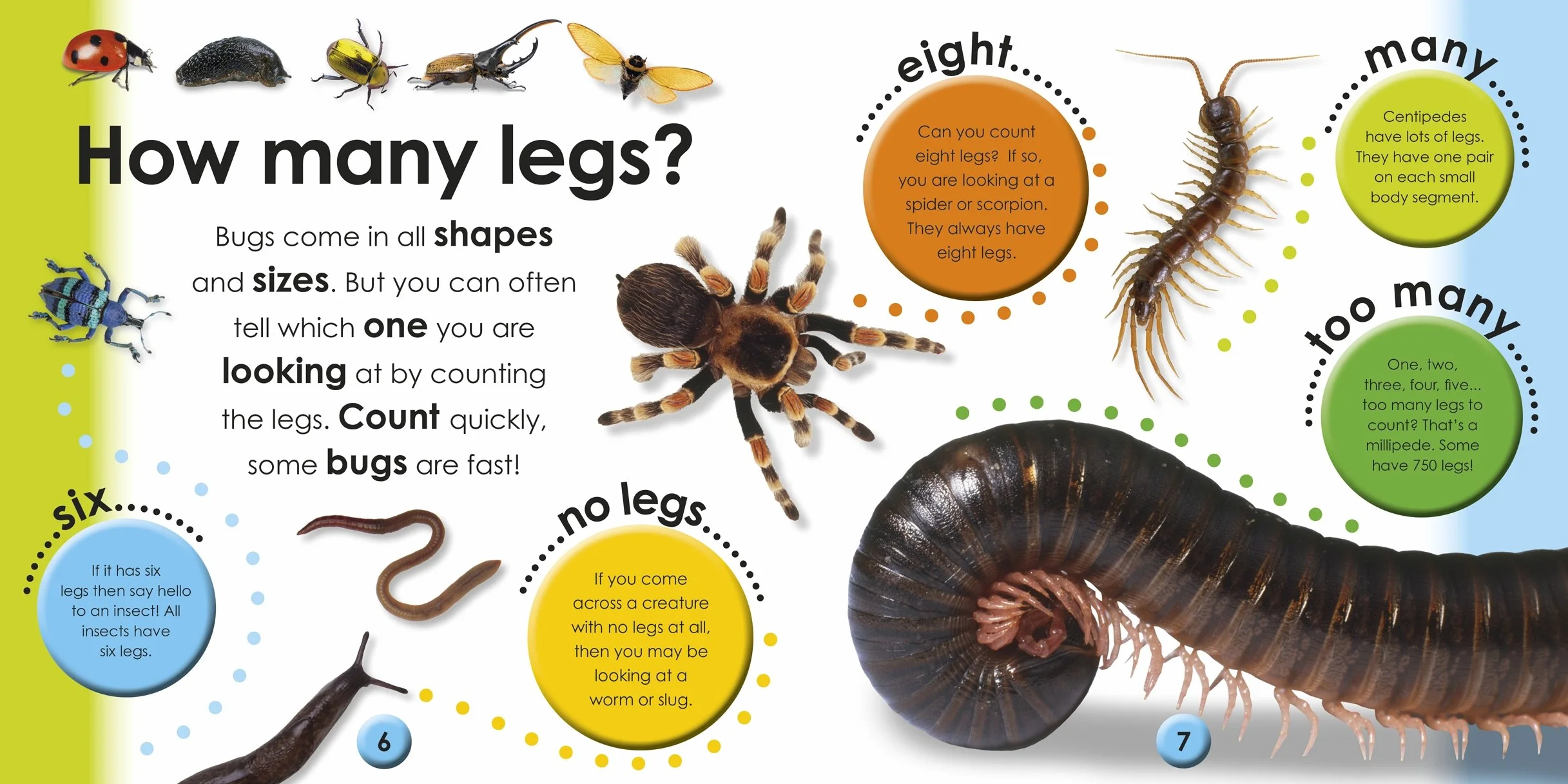 First Facts Bugs