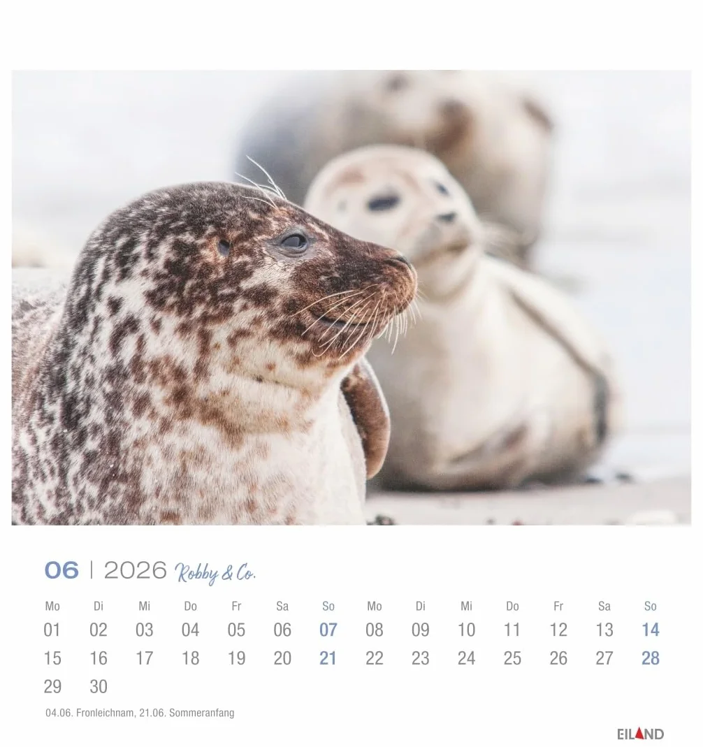 Robby & Co. Postkartenkalender 2026: Robben und Seehunde in natürlicher Umgebung in einem kleinen Kalender. Postkarten-Fotokalender für Tierfreunde zum Aufstellen oder Aufhängen