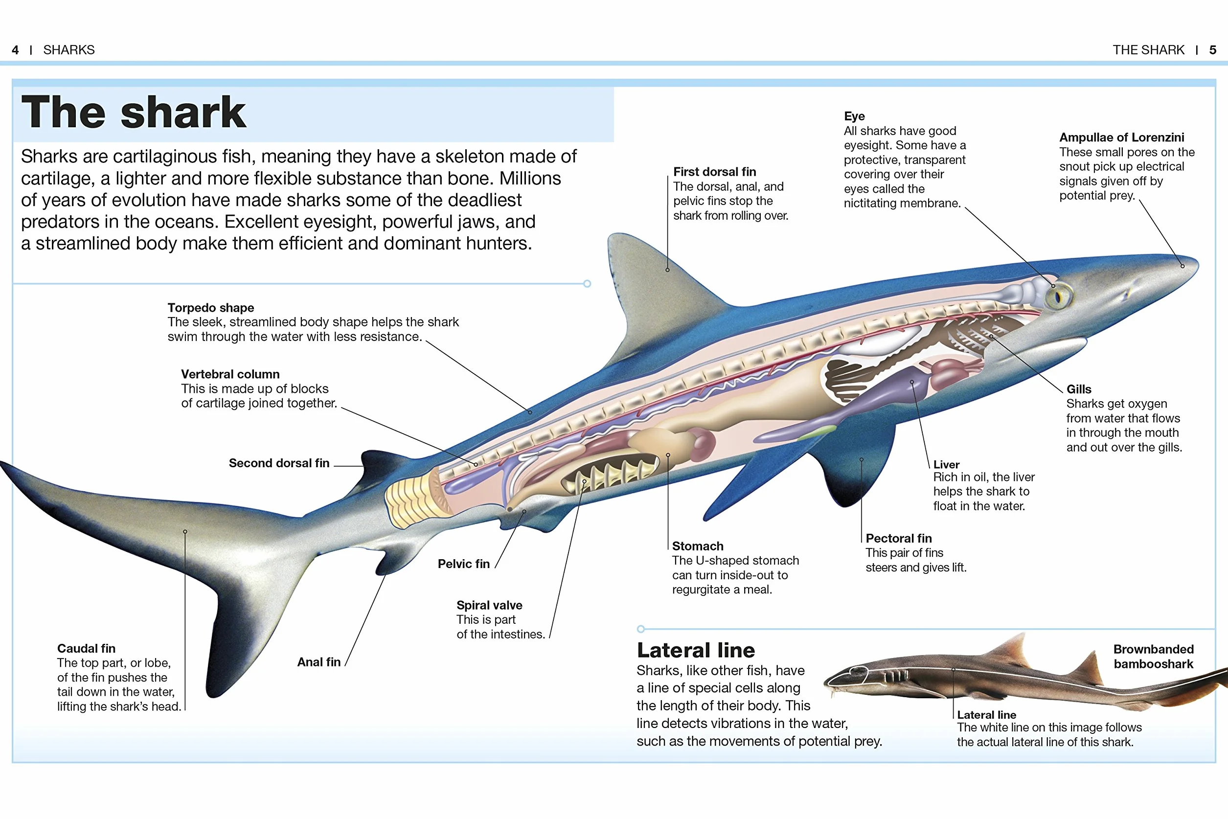 Pocket Eyewitness Sharks: Facts at Your Fingertips