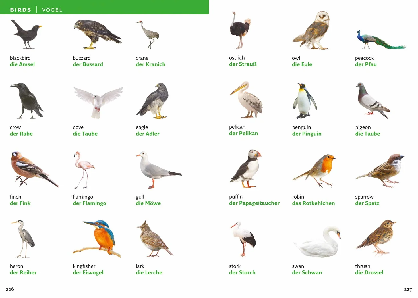 German Visual Dictionary: A photo guide to everyday words and phrases in German