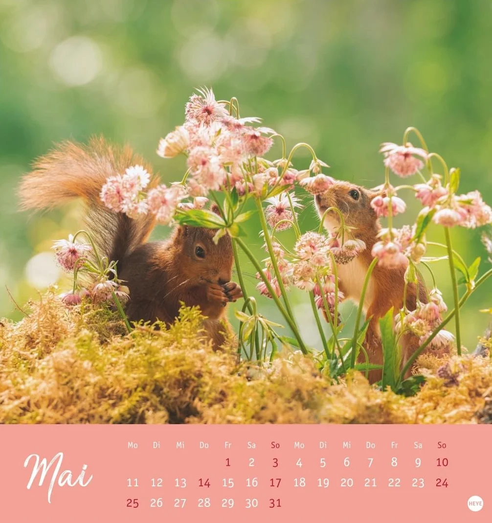 Eichhörnchen Postkartenkalender 2026: Dekorativer Monats-Tischkalender zum Aufstellen oder Aufhängen. Fotokalender voll niedlicher Eichhörnchenbilder, als Postkarten zum Sammeln und Verschicken.