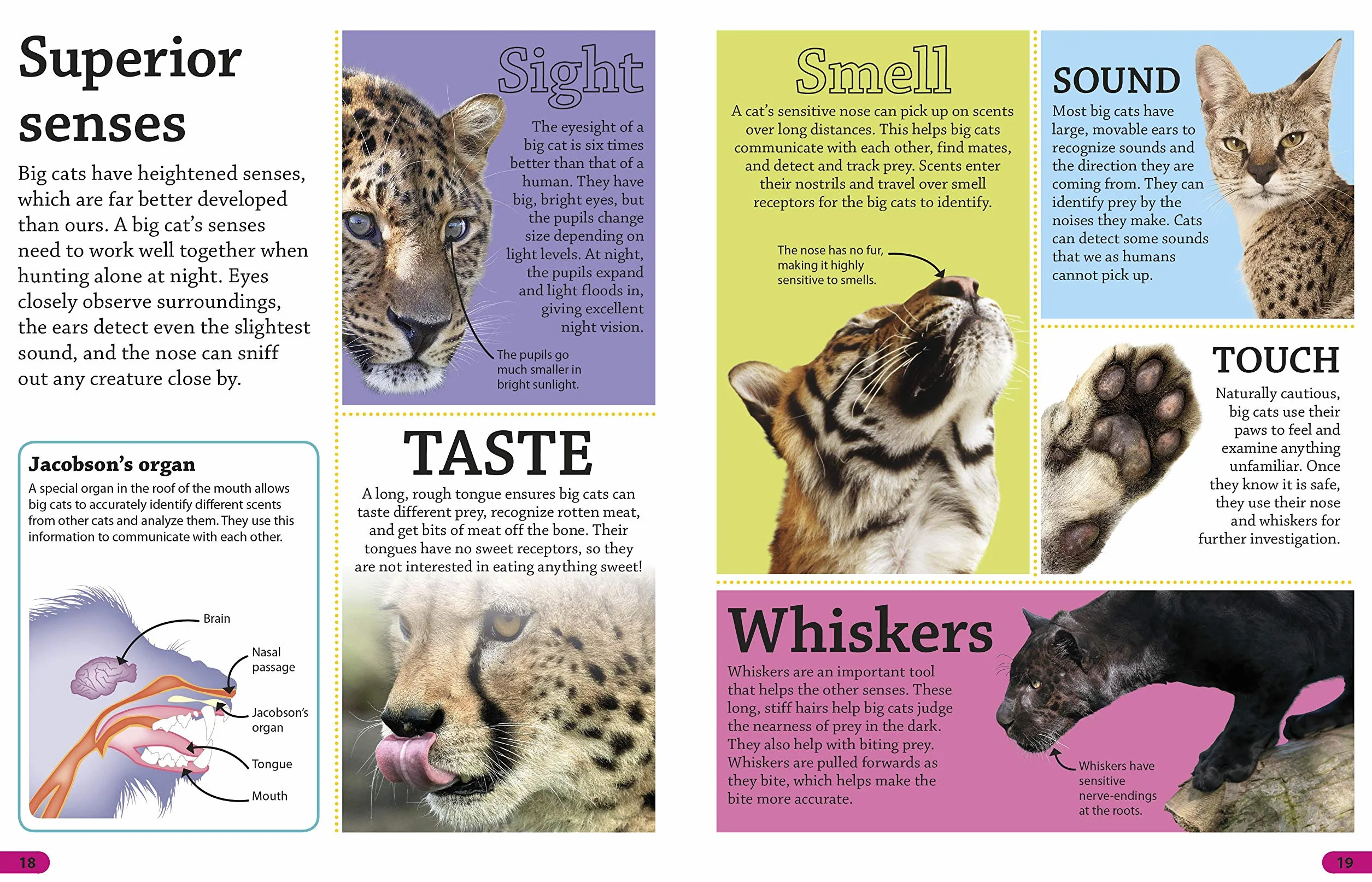 DKfindout! Big Cats