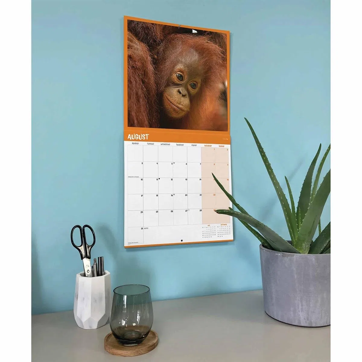 Orangutan – Orang-Utan 2026 – Wand-Kalender: Original Carousel-Kalender [Mehrsprachig] [Kalender]