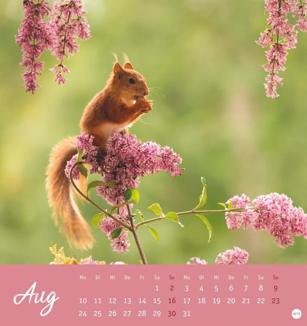 Eichhörnchen Postkartenkalender 2026: Dekorativer Monats-Tischkalender zum Aufstellen oder Aufhängen. Fotokalender voll niedlicher Eichhörnchenbilder, als Postkarten zum Sammeln und Verschicken.