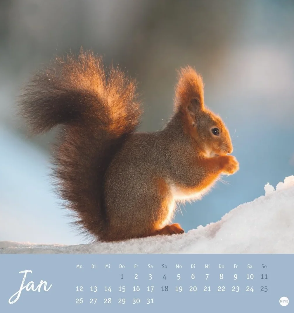 Eichhörnchen Postkartenkalender 2026: Dekorativer Monats-Tischkalender zum Aufstellen oder Aufhängen. Fotokalender voll niedlicher Eichhörnchenbilder, als Postkarten zum Sammeln und Verschicken.