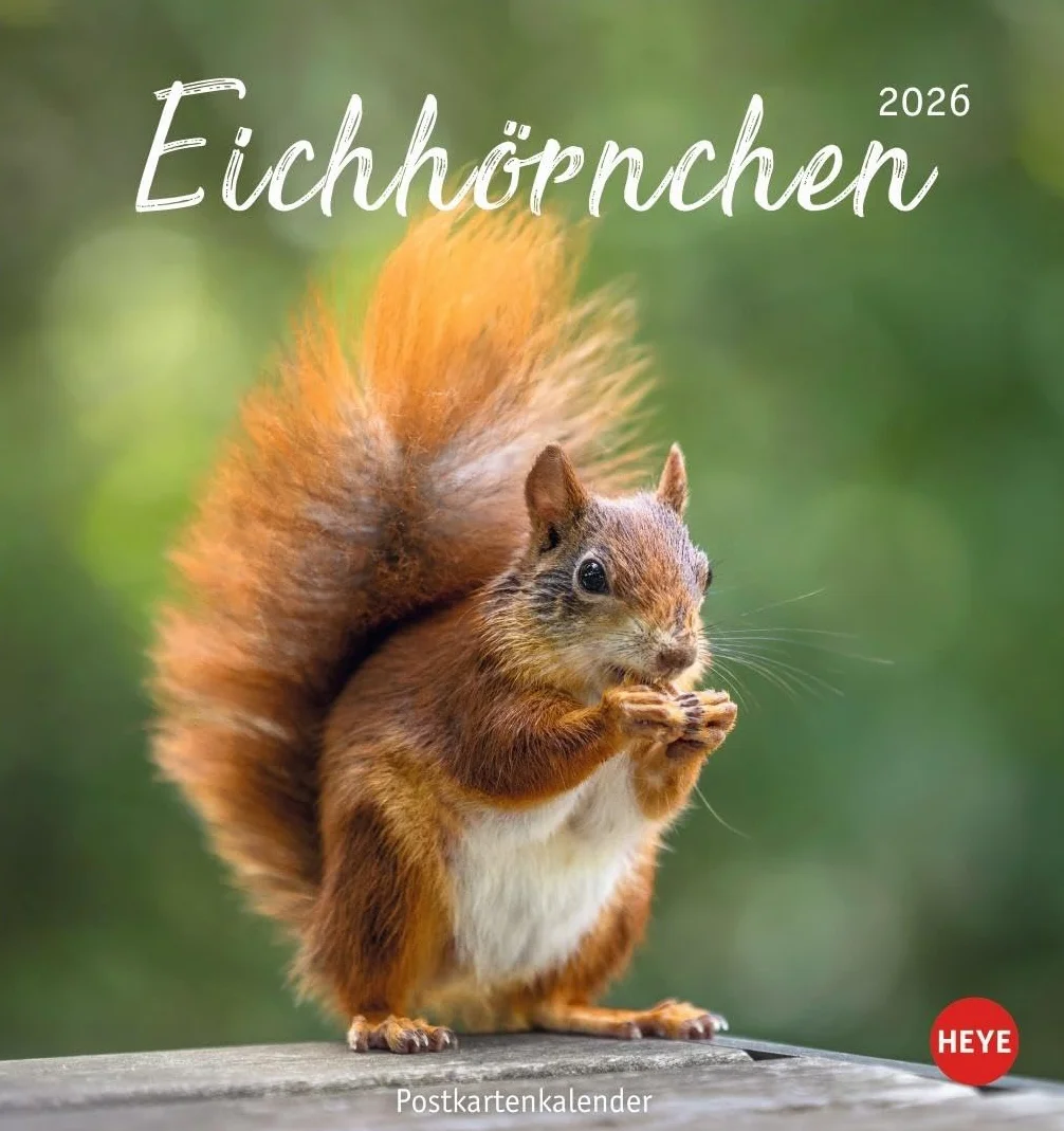 Eichhörnchen Postkartenkalender 2026: Dekorativer Monats-Tischkalender zum Aufstellen oder Aufhängen. Fotokalender voll niedlicher Eichhörnchenbilder, als Postkarten zum Sammeln und Verschicken.