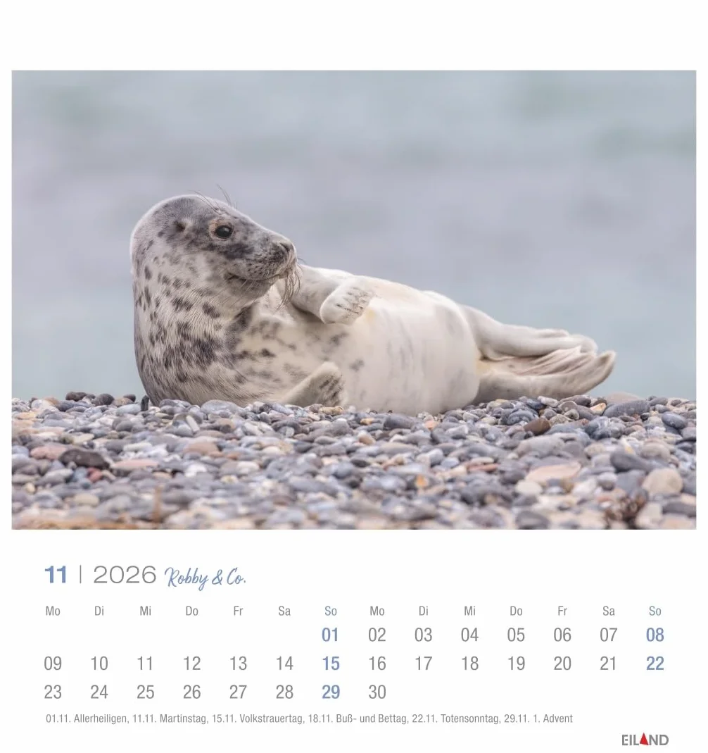 Robby & Co. Postkartenkalender 2026: Robben und Seehunde in natürlicher Umgebung in einem kleinen Kalender. Postkarten-Fotokalender für Tierfreunde zum Aufstellen oder Aufhängen