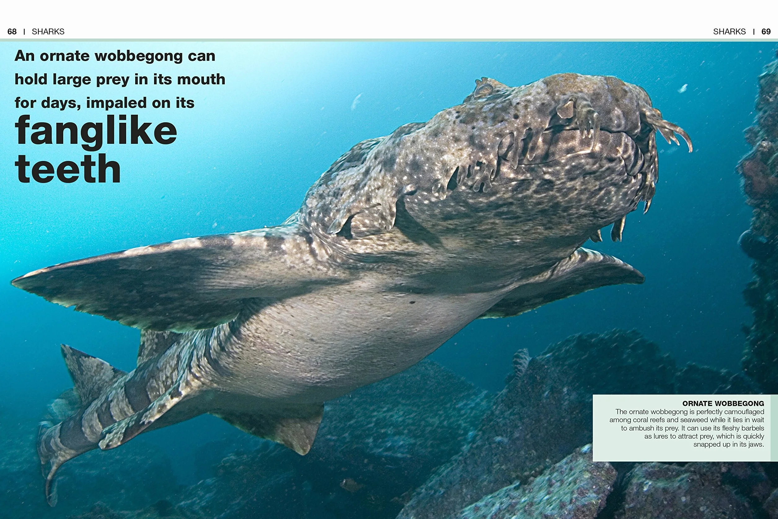 Pocket Eyewitness Sharks: Facts at Your Fingertips