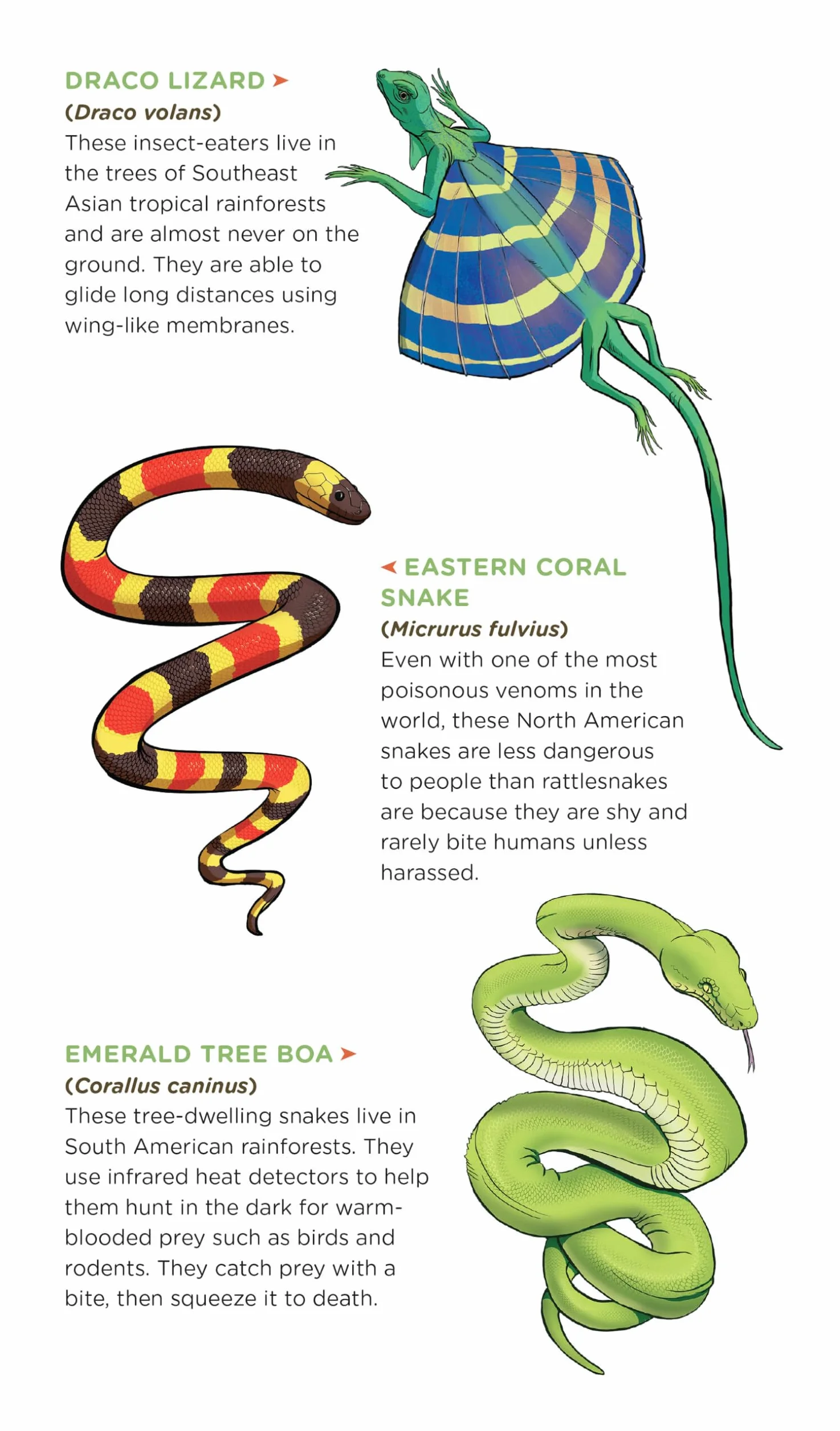 Slithering, Scaly Tattoo Snakes & Other Reptiles: 50 Temporary Tattoos That Teach