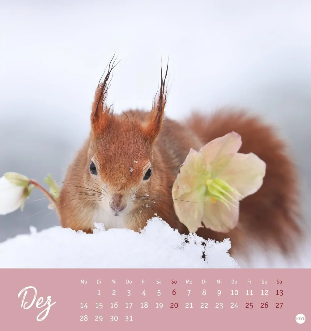 Eichhörnchen Postkartenkalender 2026: Dekorativer Monats-Tischkalender zum Aufstellen oder Aufhängen. Fotokalender voll niedlicher Eichhörnchenbilder, als Postkarten zum Sammeln und Verschicken.